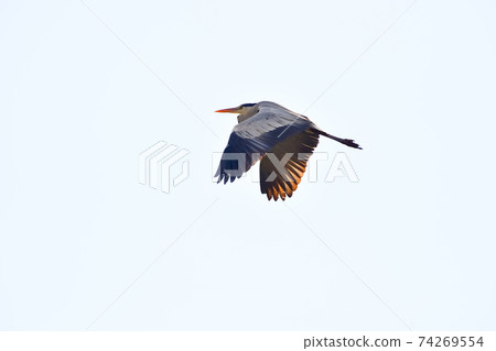 fly! Gray heron fly! Gray heron 74269554