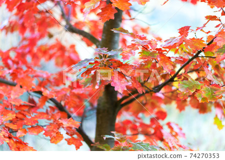 Seasonal weather abstract background - intense autumn colors of an oak tree leaves ( low DOF) 74270353