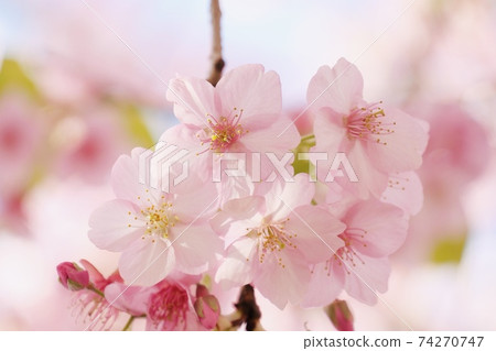 Cherry petals 74270747