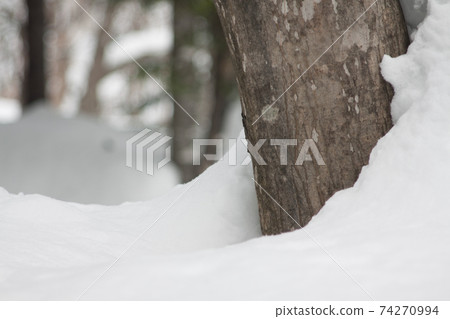 樹幹埋在雪中 74270994