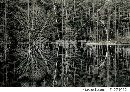 A landscape of a fresh green forest and a pond without waves, monochrome 74271012