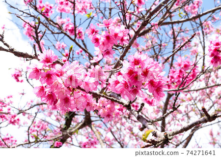 Cherry blossoms Cherry blossoms 74271641