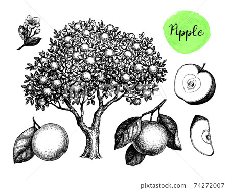 Apple sketch set. Apple sketch set. 74272007