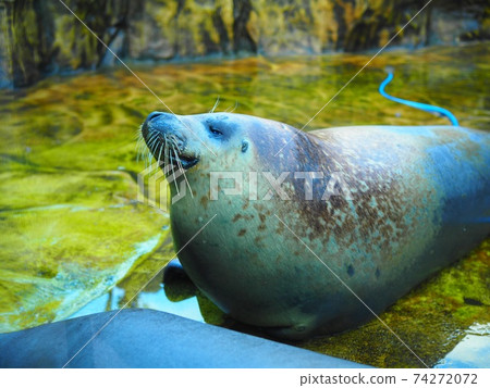 seal seal 74272072