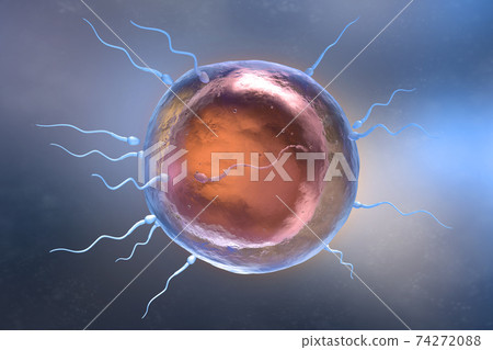 Illustration of sperm and egg cell Illustration of sperm and egg cell 74272088