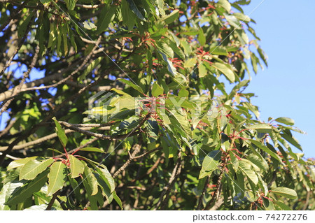 Yuzuriha tree with red stems Yuzuriha tree with red stems 74272276
