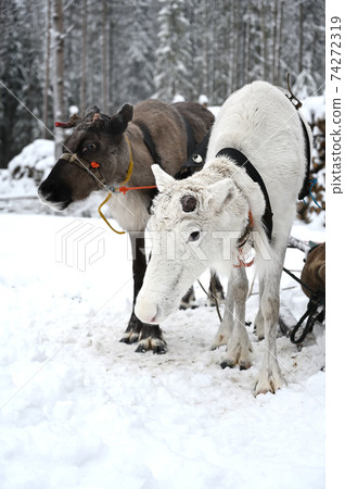 Northern sledding reindeer 74272319