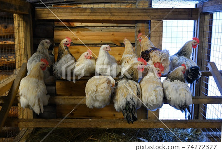 The chickens sitting on the roost The chickens sitting on the roost 74272327