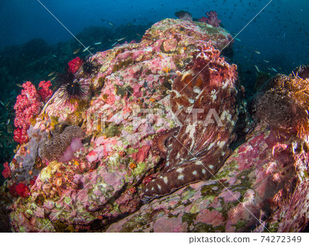 A large Wamondako that mimics a rock (Mergui Archipelago, Myanmar) 74272349