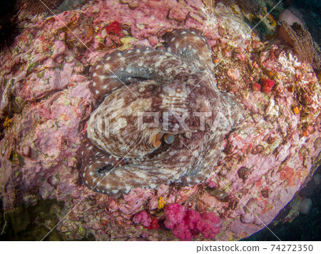 A large Wamondako that mimics a rock (Mergui Archipelago, Myanmar) 74272350