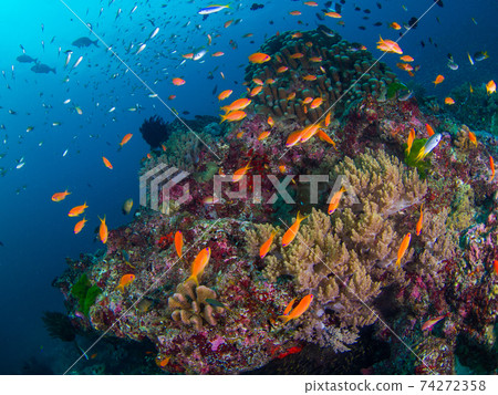 Sea goldie and coral root (Similan Islands, Kingdom of Thailand) 74272358