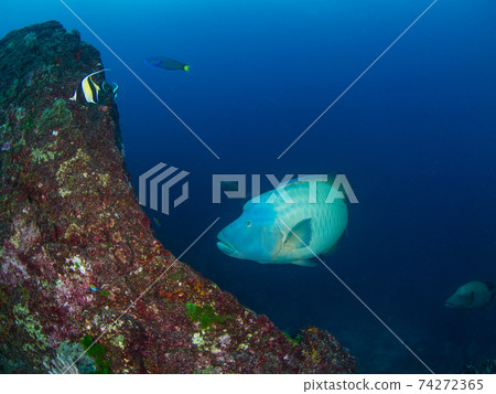 拿破崙魚（Humphead Wrasse）（邦島，泰國斯米蘭群島國家公園） 74272365