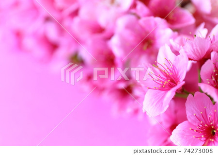 櫻花粉紅色圖像 74273008