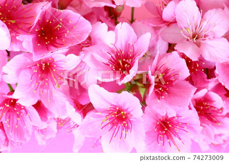 盛開的櫻花 盛開的櫻花 74273009