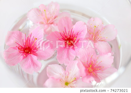 Sakura spring image sake 74273021