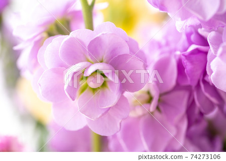 Spray Stock 74273106