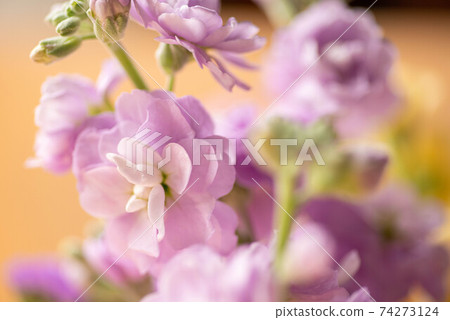 Spray Stock 74273124