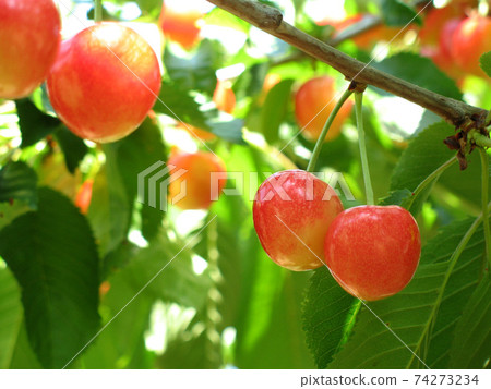 Cherry cherry cherry orchard in Hokkaido Cherry cherry cherry orchard in Hokkaido 74273234