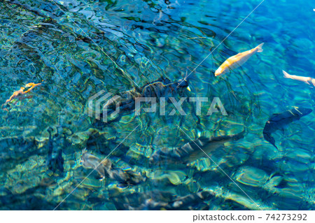 忍野八海,富士山,忍野村,100個著名水域,山梨縣,南鶴留區,溫泉群,透明池塘,世界文化遺產,自然紀念物 忍野八海,富士山,忍野村,100個著名水域,山梨縣,南鶴留區,溫泉群,透明池塘,世界文化遺產,自然紀念物 74273292