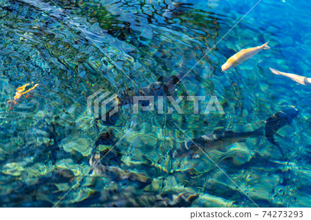 Oshino Hakkai, Mt. Fuji, Oshino Village, 100 Famous Waters, Yamanashi Prefecture, Minamitsuru District, Spring Group, Transparent Pond, World Cultural Heritage, Natural Monument Oshino Hakkai, Mt. Fuji, Oshino Village, 100 Famous Waters, Yamanashi Prefecture, Minamitsuru District, Spring Group, Transparent Pond, World Cultural Heritage, Natural Monument 74273293
