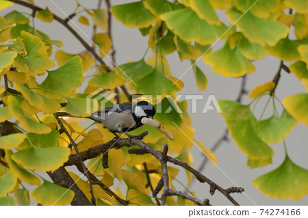 Tit Biting a Cigarette Butt Tit Biting a Cigarette Butt 74274166