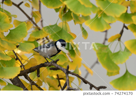 Tit Biting a Cigarette Butt Tit Biting a Cigarette Butt 74274170