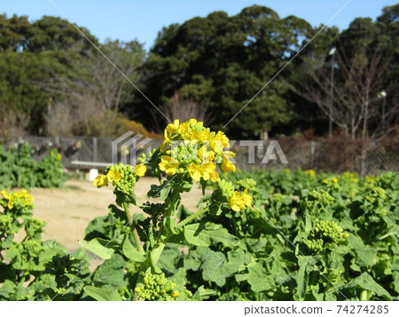 早期開花的花名已經開始開花 早期開花的花名已經開始開花 74274285