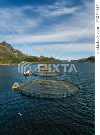 Farm salmon fishing in Norway 74274437