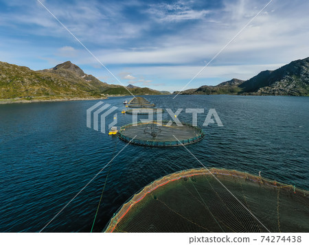 Farm salmon fishing in Norway 74274438