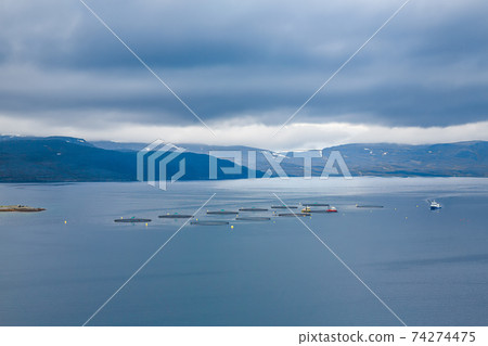 Farm salmon fishing in Norway Farm salmon fishing in Norway 74274475