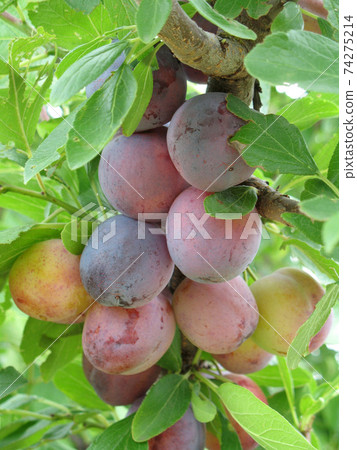 梅子李子梅子狩獵 梅子李子梅子狩獵 74275214