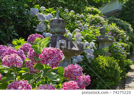 《Okayama Prefecture》 Scenery of Otakiyama Nishihoin, sunny day in June 74275220