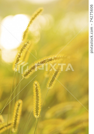 Nekojarashi Yellow Gramineae Setaria viridis Nekojarashi Yellow Gramineae Setaria viridis 74275606