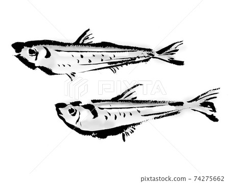 Japanese style hand-drawn illustration of smelt 74275662