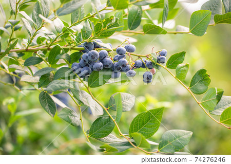 Close up of branch full of bio and organic blueberries in the farm 74276246