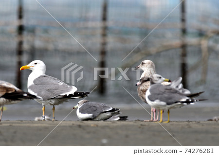 Sanbanse Yellow-footed herring gull (with foot ring) Sanbanse Yellow-footed herring gull (with foot ring) 74276281