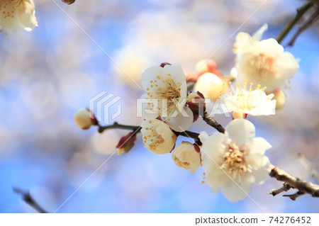 梅花白梅 74276452