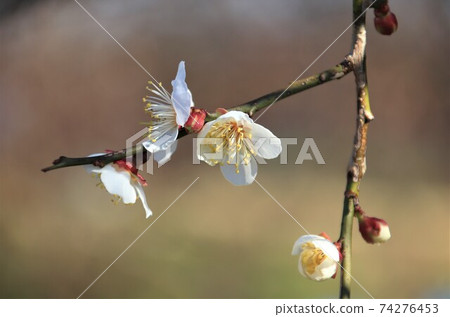 梅花白梅 梅花白梅 74276453