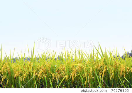 Inaho Aozora Copy Space 74276595