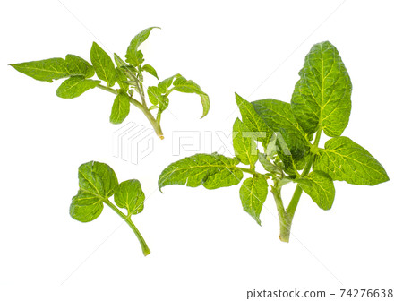 Green young tomato leaves isolated on white background Green young tomato leaves isolated on white background 74276638