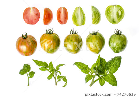 Green and ripe tomatoes with striped skin color Green and ripe tomatoes with striped skin color 74276639