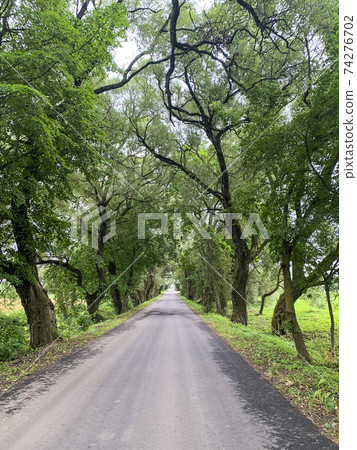 Road between large trees with green foliage on sunny day 74276702