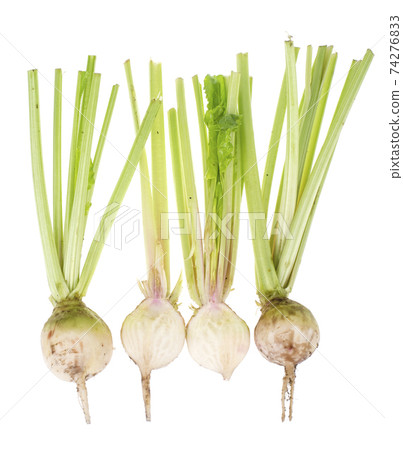 Fresh sugar white beet with stems, isolated on white background Fresh sugar white beet with stems, isolated on white background 74276833