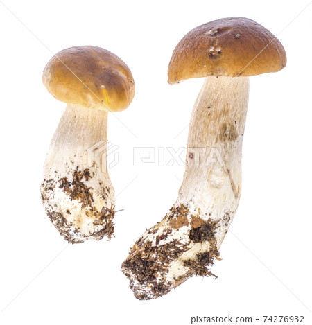 Natural fresh forest white mushroom, boletus 74276932