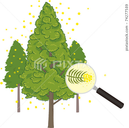 Illustration of cedar tree and pollen pollinosis Illustration of cedar tree and pollen pollinosis 74277589