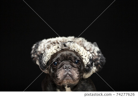image of dog hat dark background image of dog hat dark background 74277626