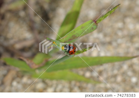 Nana Hoshi Tentou Nana Hoshi Tentou 74278383