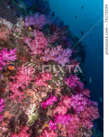 粉紅色的軟珊瑚殖民地(緬甸Mergui群島) 粉紅色的軟珊瑚殖民地(緬甸Mergui群島) 74279584