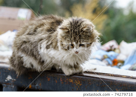 stray cats search for food in a dumpster 74279718