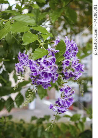 Small purple flower Duranta Harimatsuri Small purple flower Duranta Harimatsuri 74280381